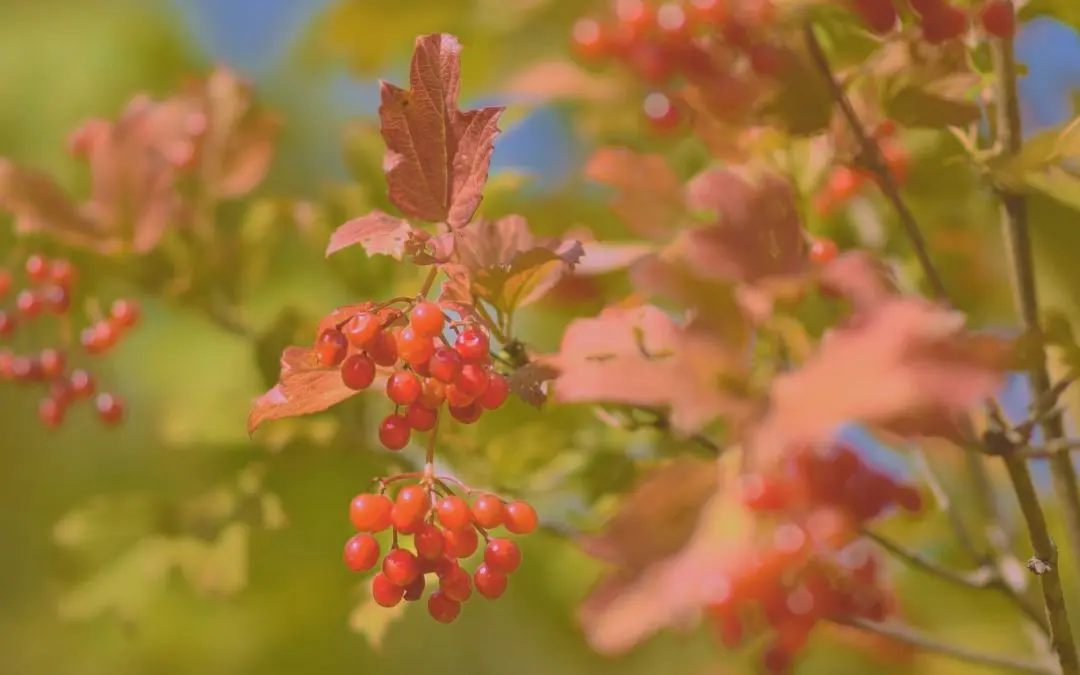 Close-up of red berries on autumn-colored leaves with a blurred background.