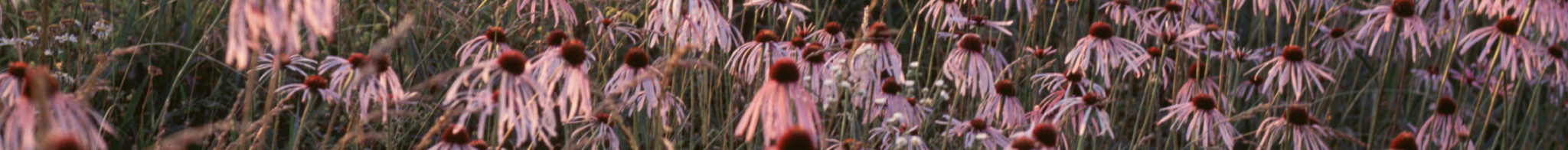 echinacea strip for newsletter copy