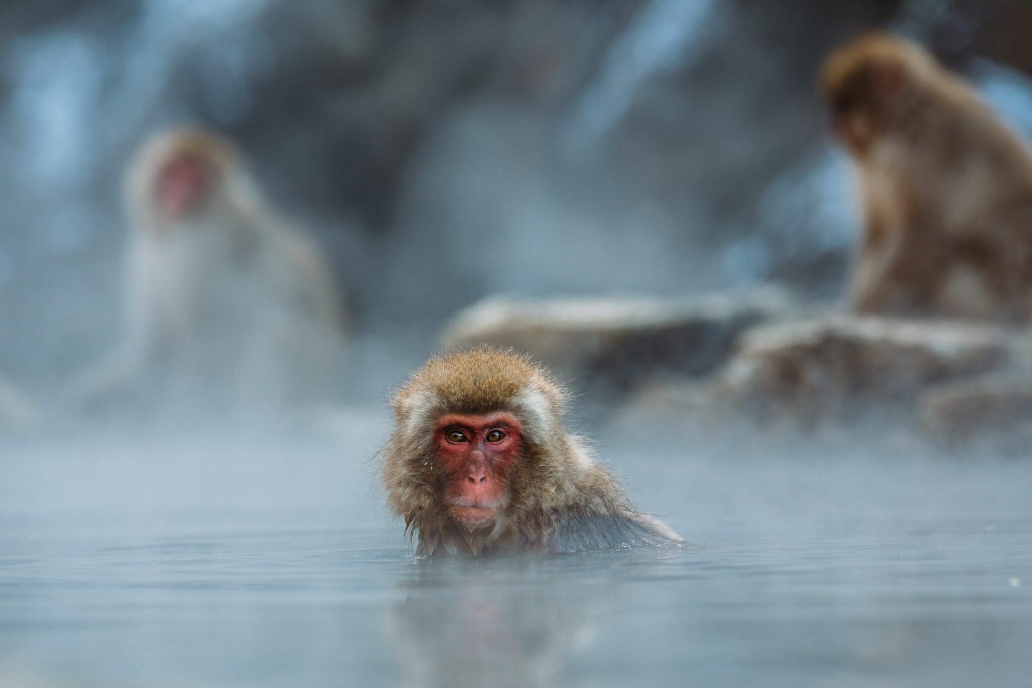 A Japanese macaque relaxing in a hot spring with steam rising around.