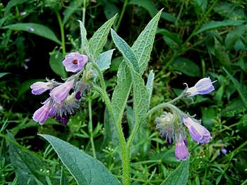 RussianComfrey 1